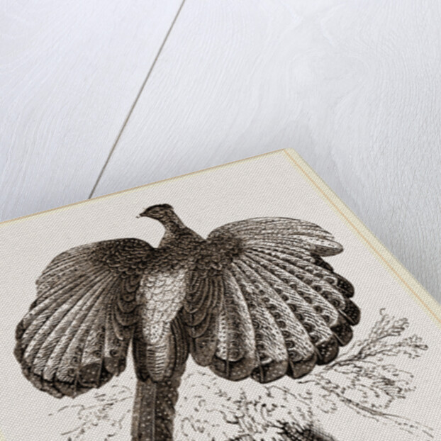 Argus Pheasant by Anonymous