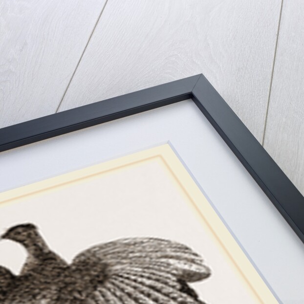 Argus Pheasant by Anonymous