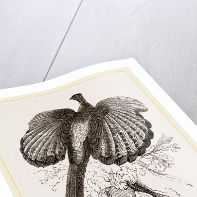 Argus Pheasant by Anonymous