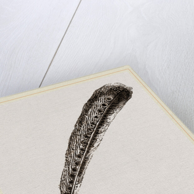 Secondary Quill-Feather of Argus Pheasant by Anonymous