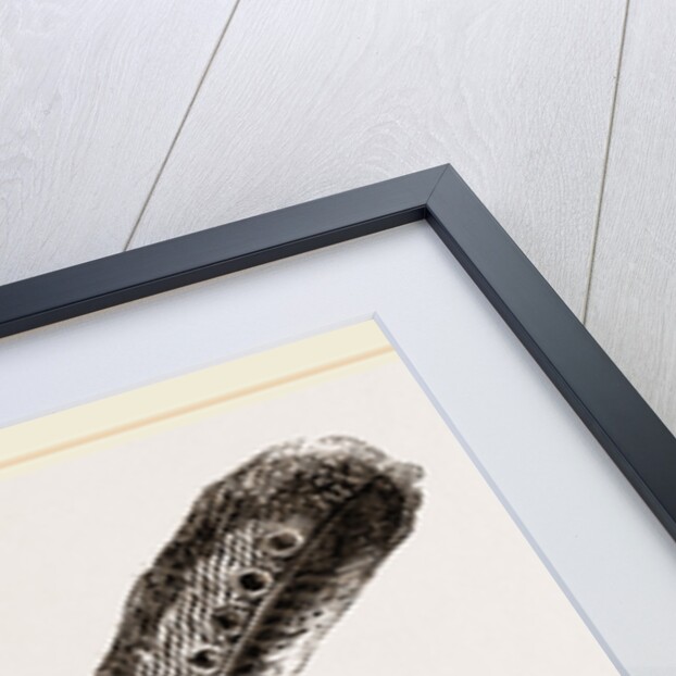 Secondary Quill-Feather of Argus Pheasant by Anonymous