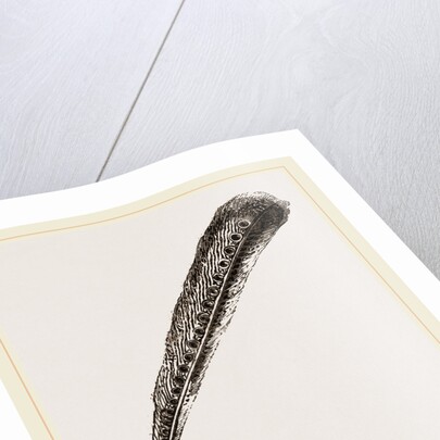 Secondary Quill-Feather of Argus Pheasant by Anonymous