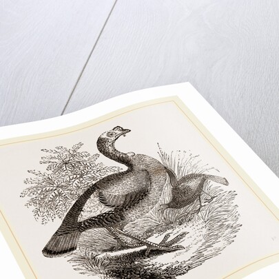 Wild Turkey and Young by Anonymous
