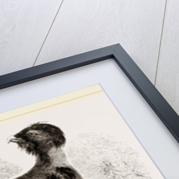 Capercaillie by Anonymous