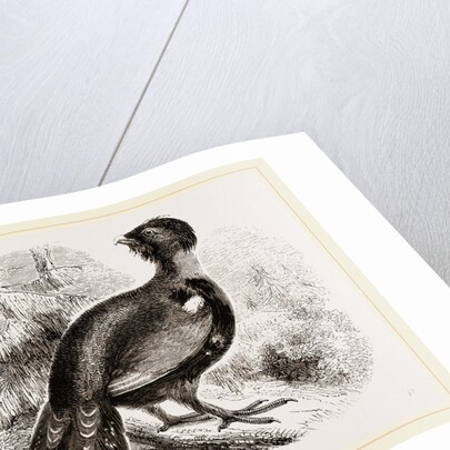 Capercaillie by Anonymous