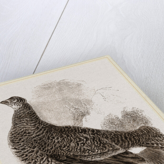 Black Grouse Female by Anonymous