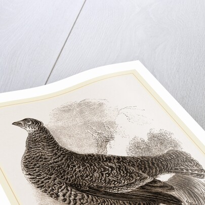 Black Grouse Female by Anonymous