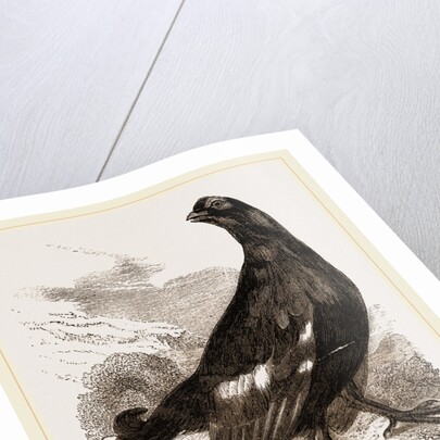 Black Grouse Male by Anonymous