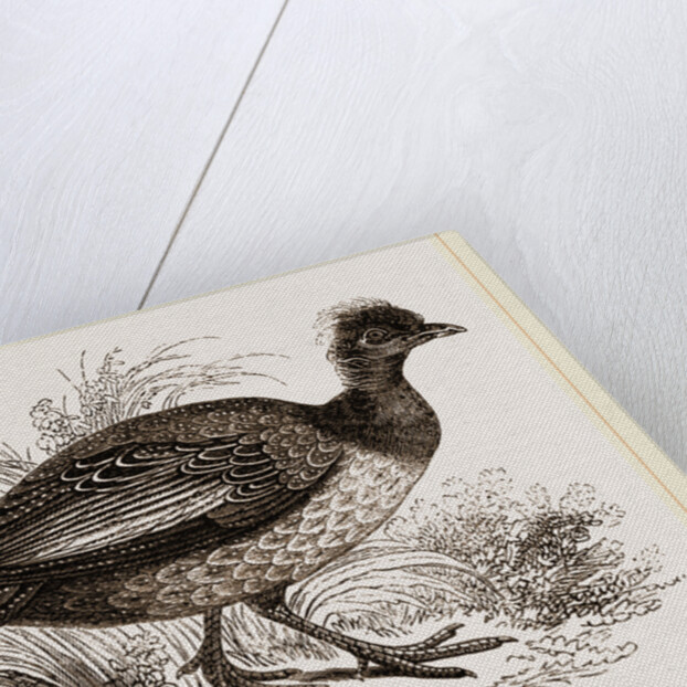 Crested Guinea-Fowl by Anonymous