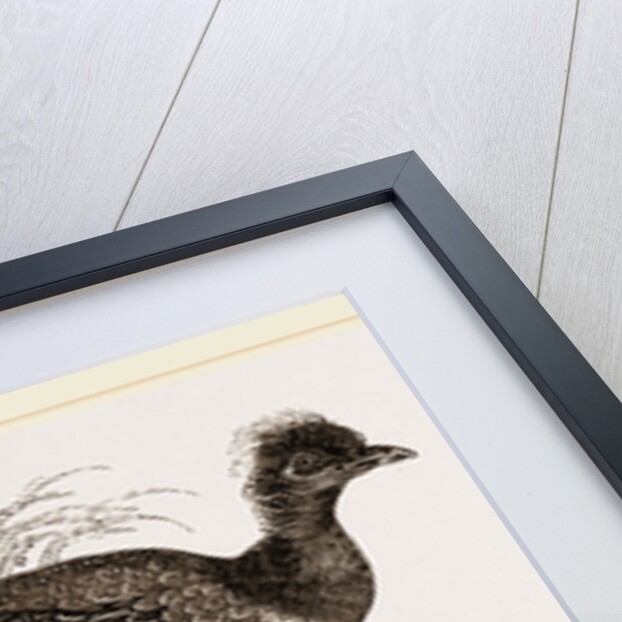 Crested Guinea-Fowl by Anonymous