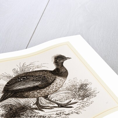 Crested Guinea-Fowl by Anonymous