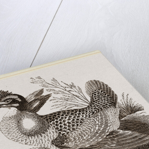 Finnated Grouse by Anonymous