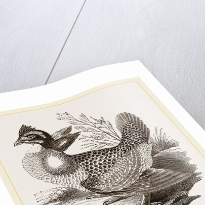 Finnated Grouse by Anonymous