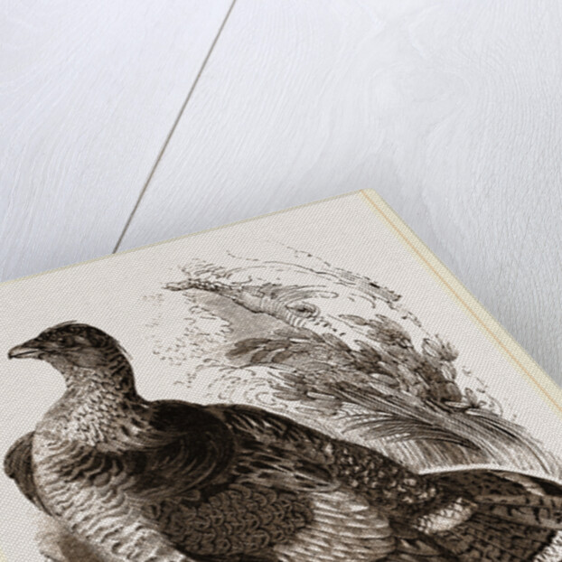 Ruffed Grouse by Anonymous