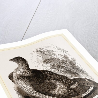 Ruffed Grouse by Anonymous