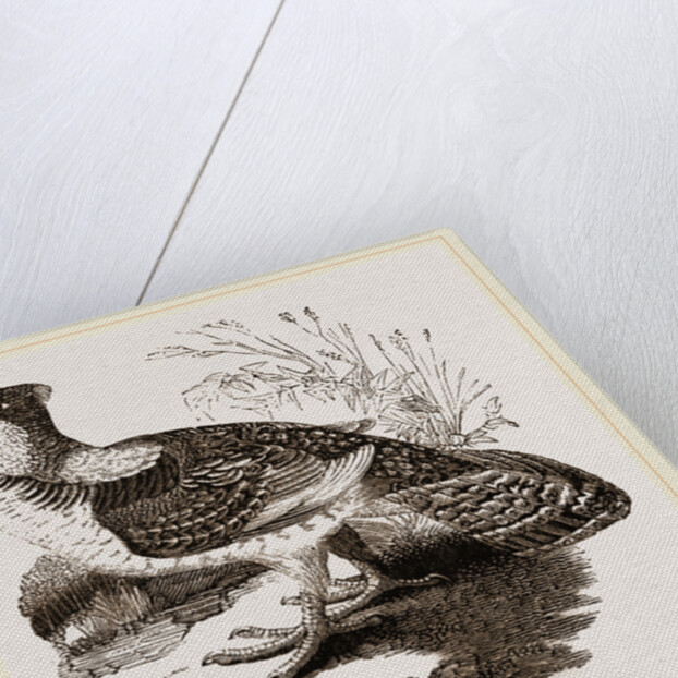 Ruffed Grouse by Anonymous
