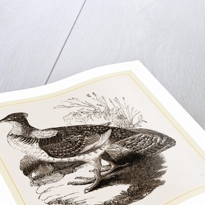 Ruffed Grouse by Anonymous
