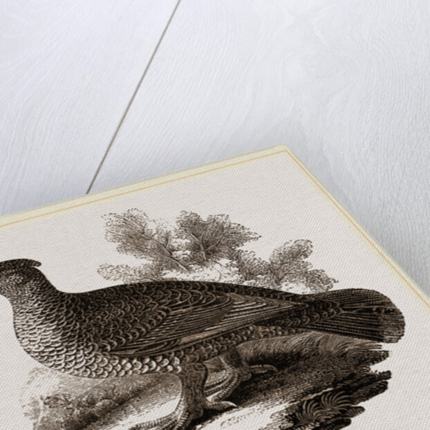 Dusky Grouse by Anonymous