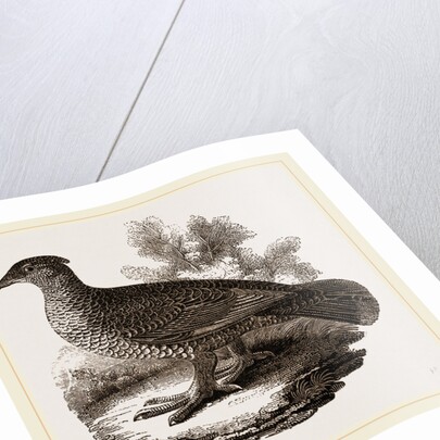 Dusky Grouse by Anonymous