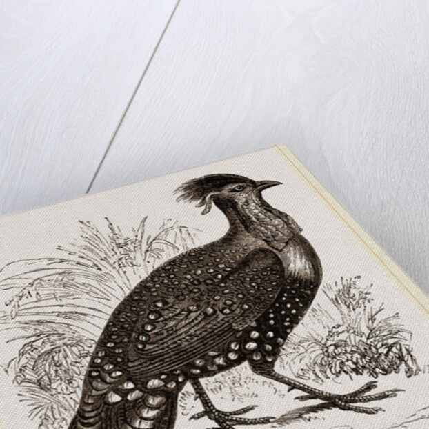 Hastings' Horned Pheasant Male by Anonymous