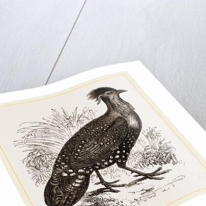 Hastings' Horned Pheasant Male by Anonymous