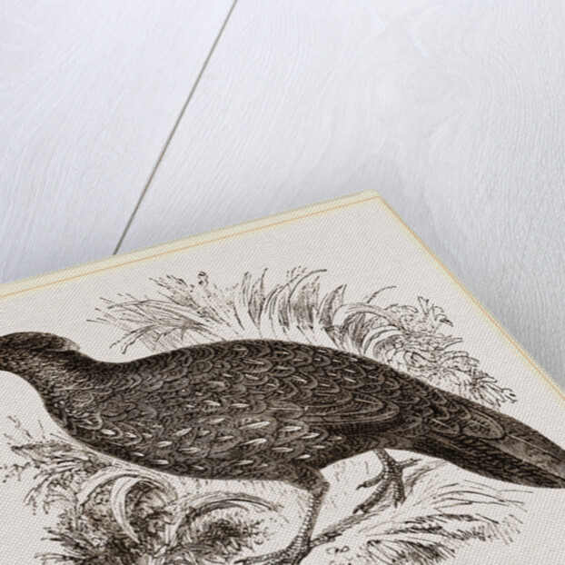 Hastings' Horned Pheasant Female by Anonymous