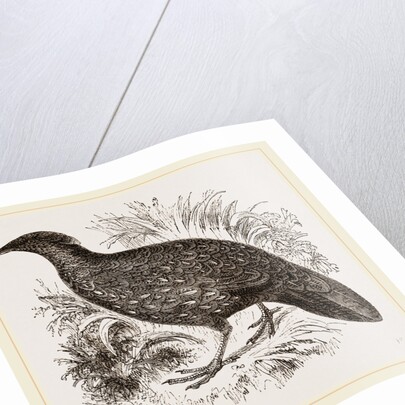 Hastings' Horned Pheasant Female by Anonymous