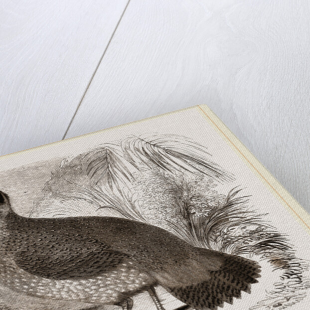 Temminck's Horned Pheasant by Anonymous