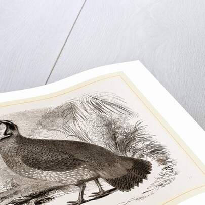 Temminck's Horned Pheasant by Anonymous