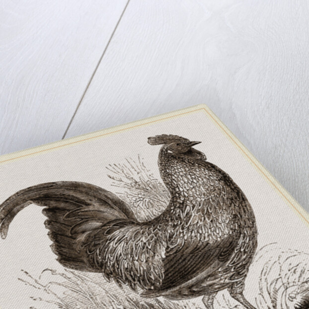 Sonnerat's Jungle-Fowl Male by Anonymous