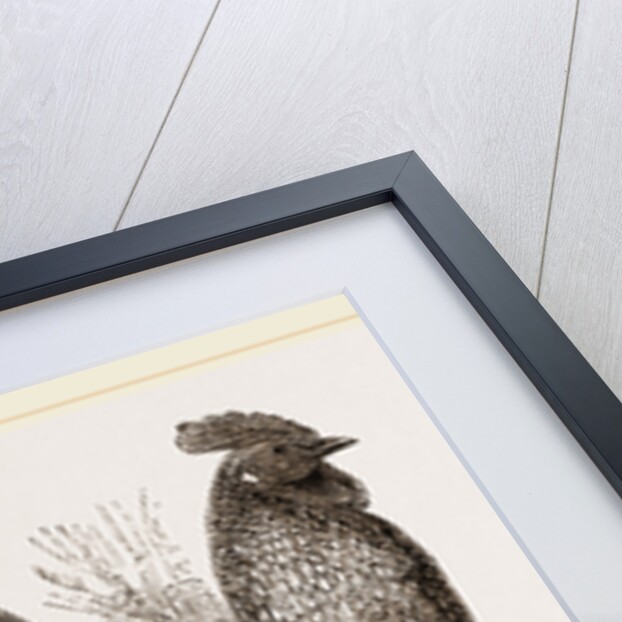 Sonnerat's Jungle-Fowl Male by Anonymous