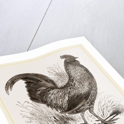 Sonnerat's Jungle-Fowl Male by Anonymous