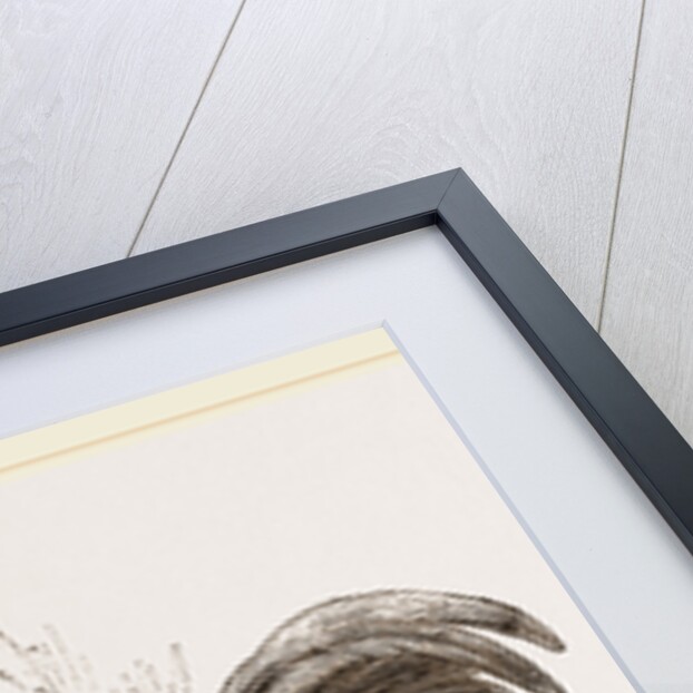 Bankiva Jungle Fowl by Anonymous