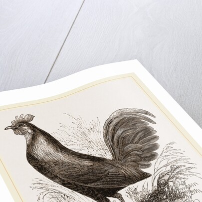 Bankiva Jungle Fowl by Anonymous