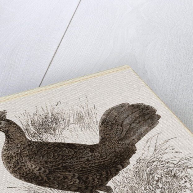 Fire-backed Jungle Fowl Female by Anonymous