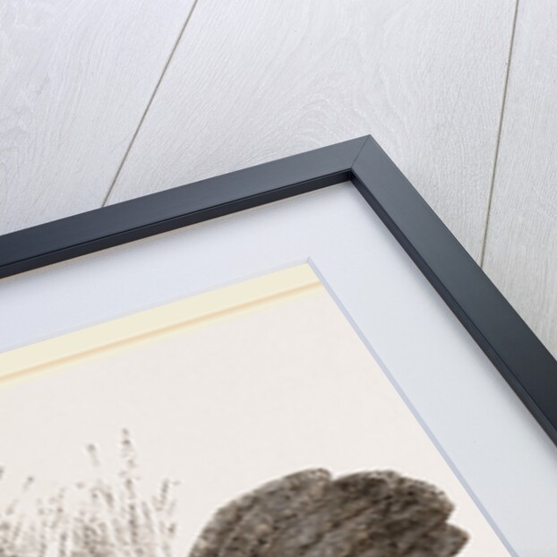 Fire-backed Jungle Fowl Female by Anonymous