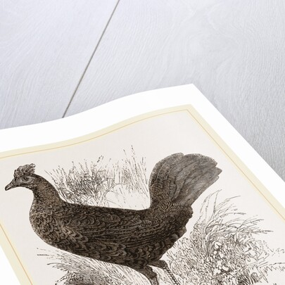 Fire-backed Jungle Fowl Female by Anonymous