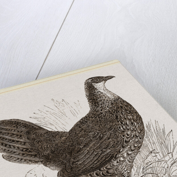 Sonnerat's Jungle-Fowl Female by Anonymous