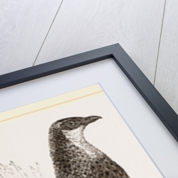 Sonnerat's Jungle-Fowl Female by Anonymous