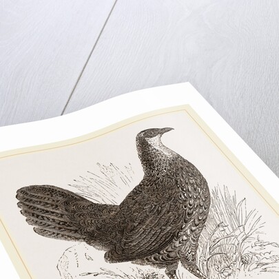 Sonnerat's Jungle-Fowl Female by Anonymous