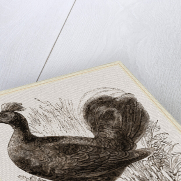 Fire-backed Jungle Fowl Male by Anonymous