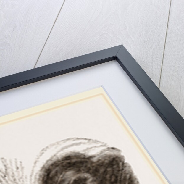 Fire-backed Jungle Fowl Male by Anonymous