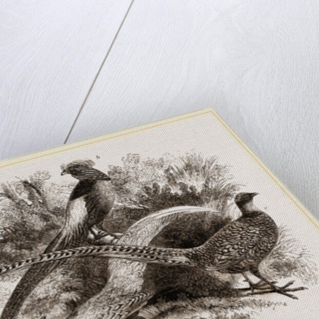 Group of Chinese Pheasants by Anonymous