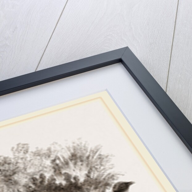 Group of Chinese Pheasants by Anonymous