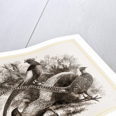 Group of Chinese Pheasants by Anonymous