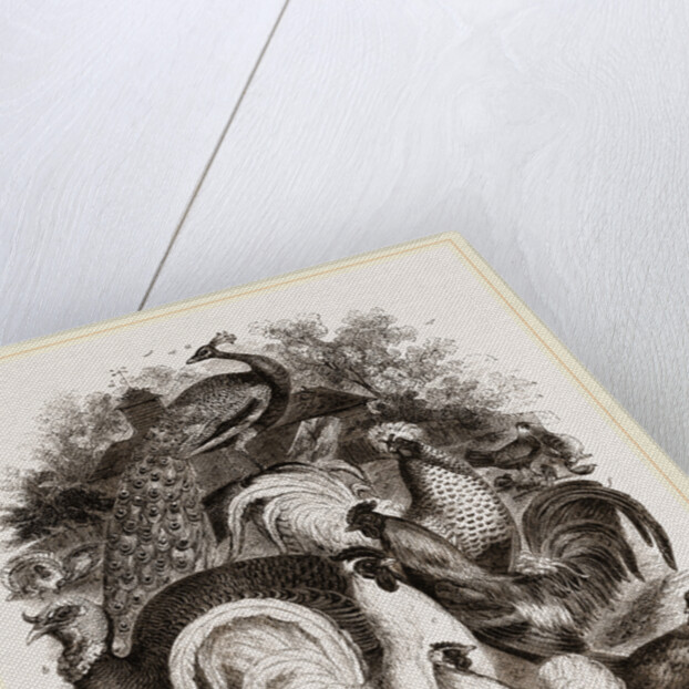 Group of Domestic Poultry by Anonymous