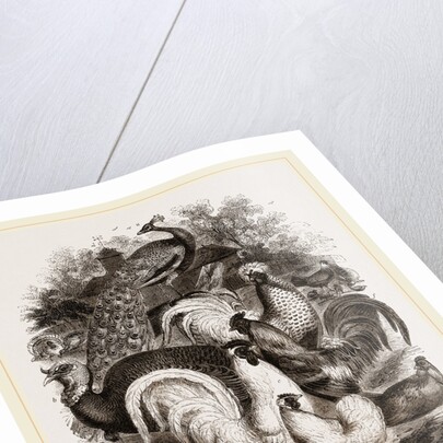 Group of Domestic Poultry by Anonymous