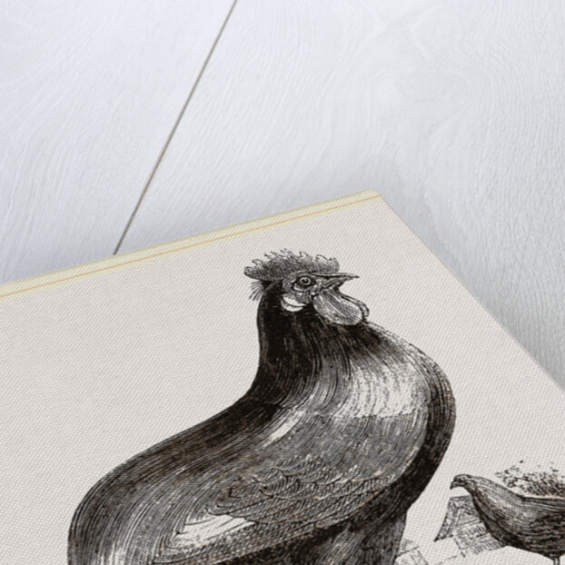 Persian Cock by Anonymous