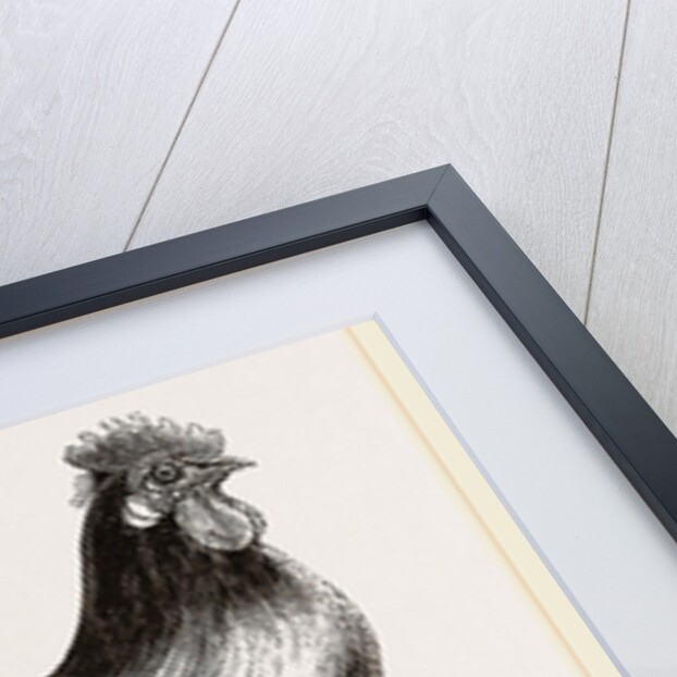 Persian Cock by Anonymous