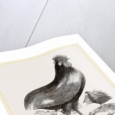 Persian Cock by Anonymous